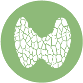 thyroid